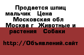 Продается шпиц мальчик › Цена ­ 15 000 - Московская обл., Москва г. Животные и растения » Собаки   